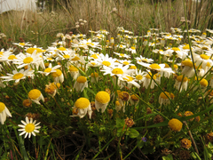 Anthemis maritima