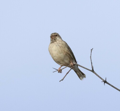 Black-throated Canary (Crithagra atrogularis), photo 10