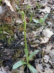 Ophrys mammosa