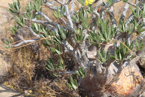 Pachypodium rosulatum