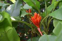 Musa coccinea