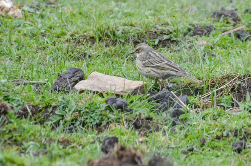 Rosy Pipit (Anthus roseatus), photo 7