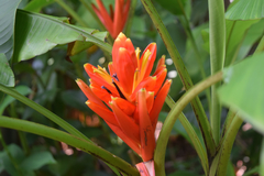 Musa coccinea