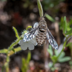 Conophorus fenestratus