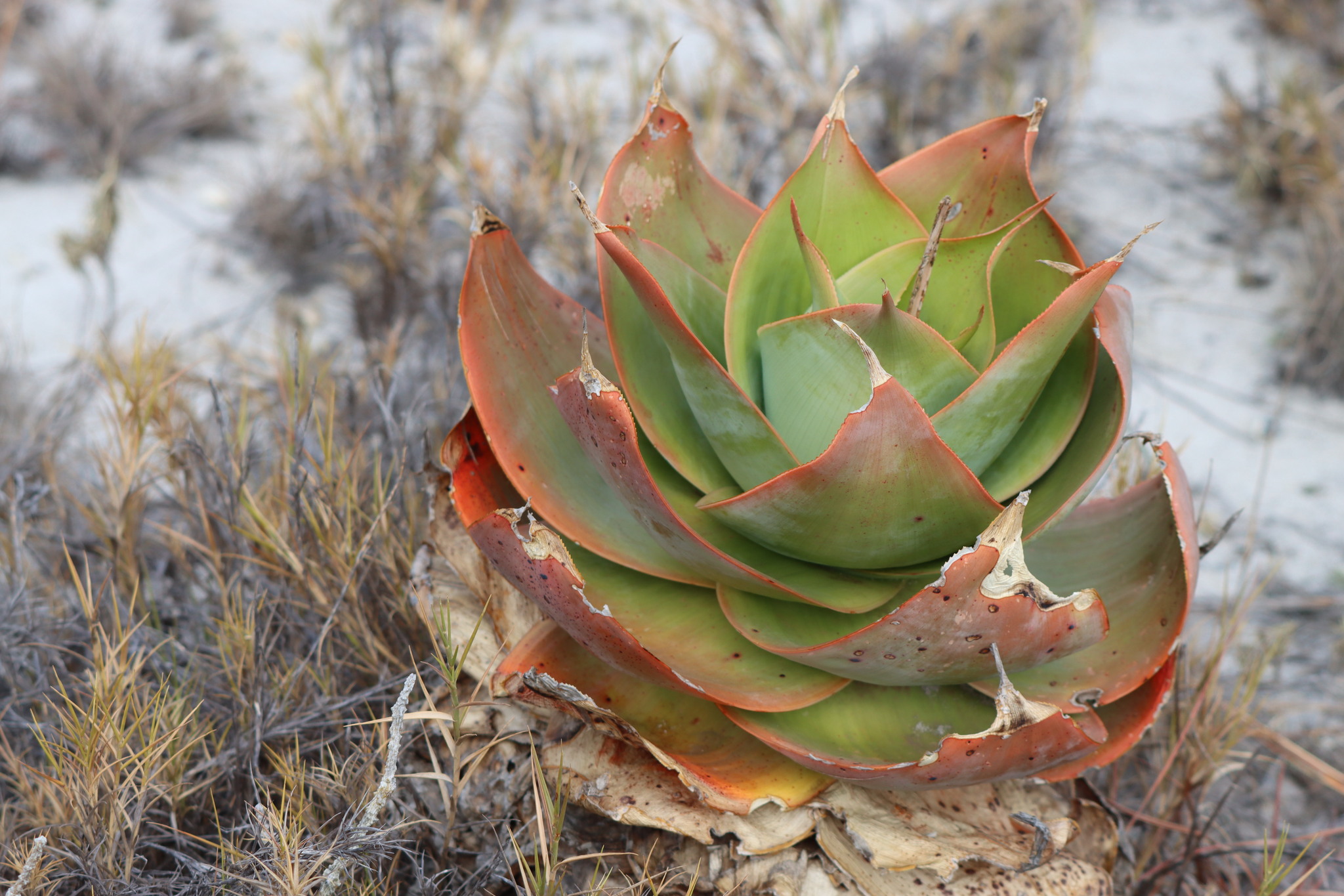 Aloe imalotensis