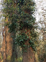 Hedera pastuchovii