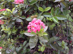 Ixora javanica