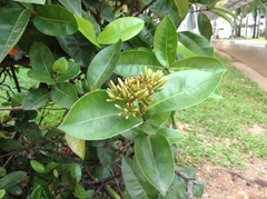 Ixora javanica