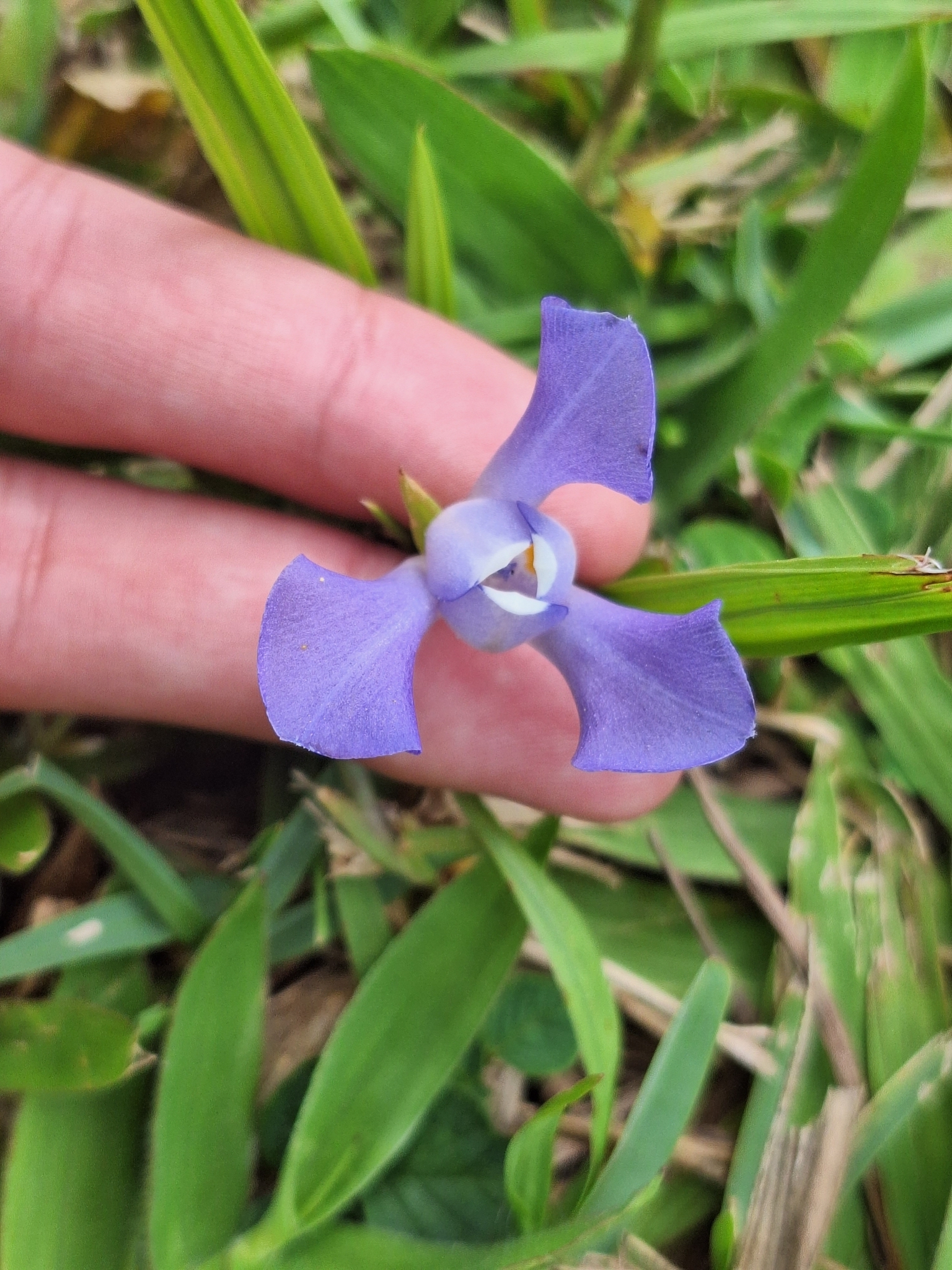 Cipura paludosa