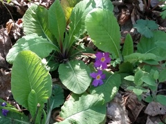 Primula vulgaris rubra