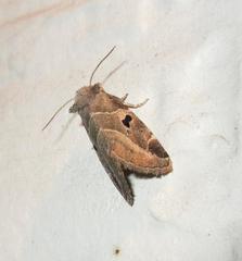 Plagiomimicus pityochromus