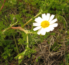 Anthemis maritima