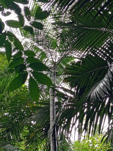 Foto de Palmito-juçara