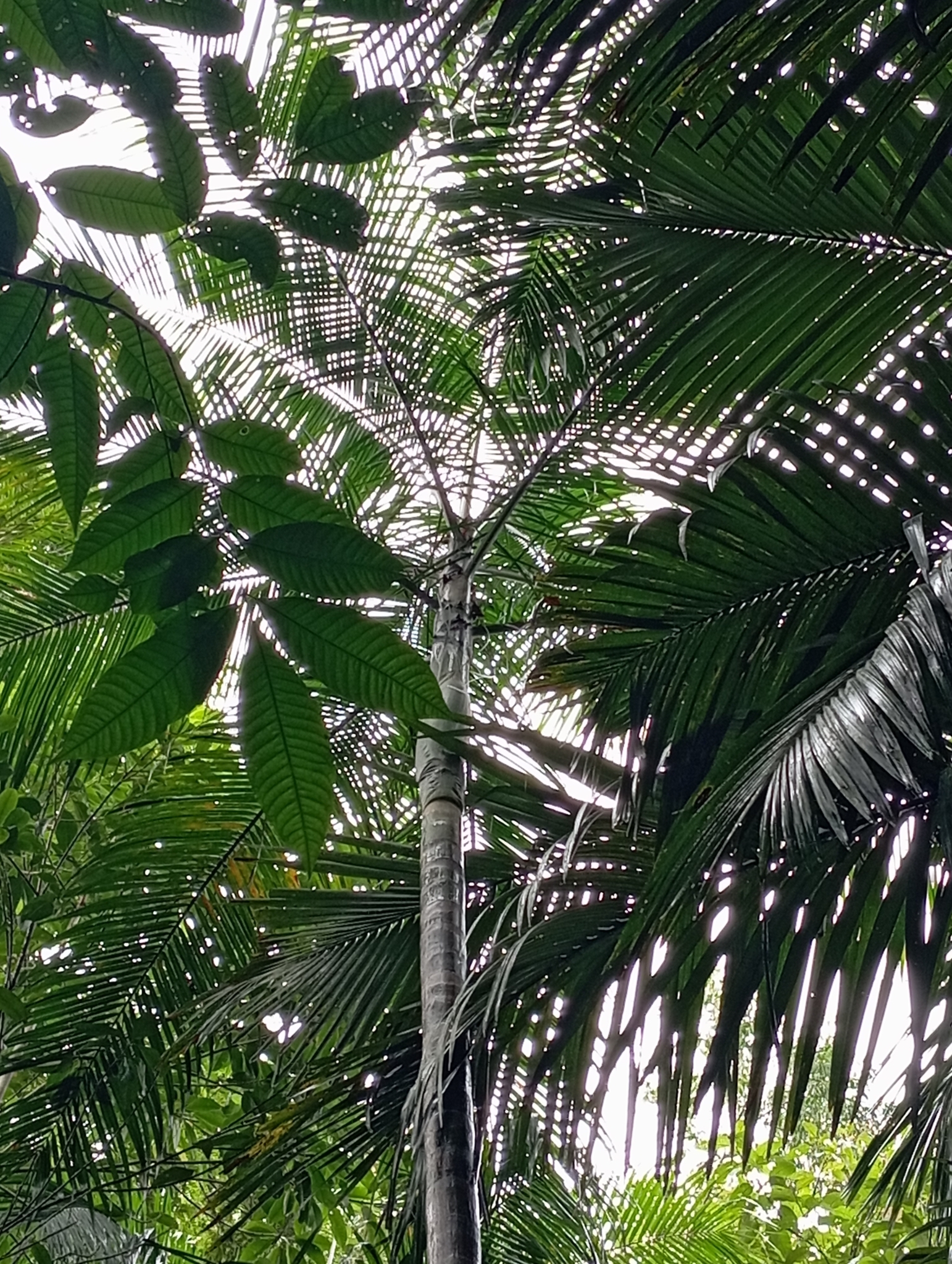 Imagem de Palmito-juçara
