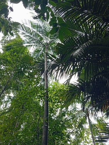Foto de Palmito-juçara