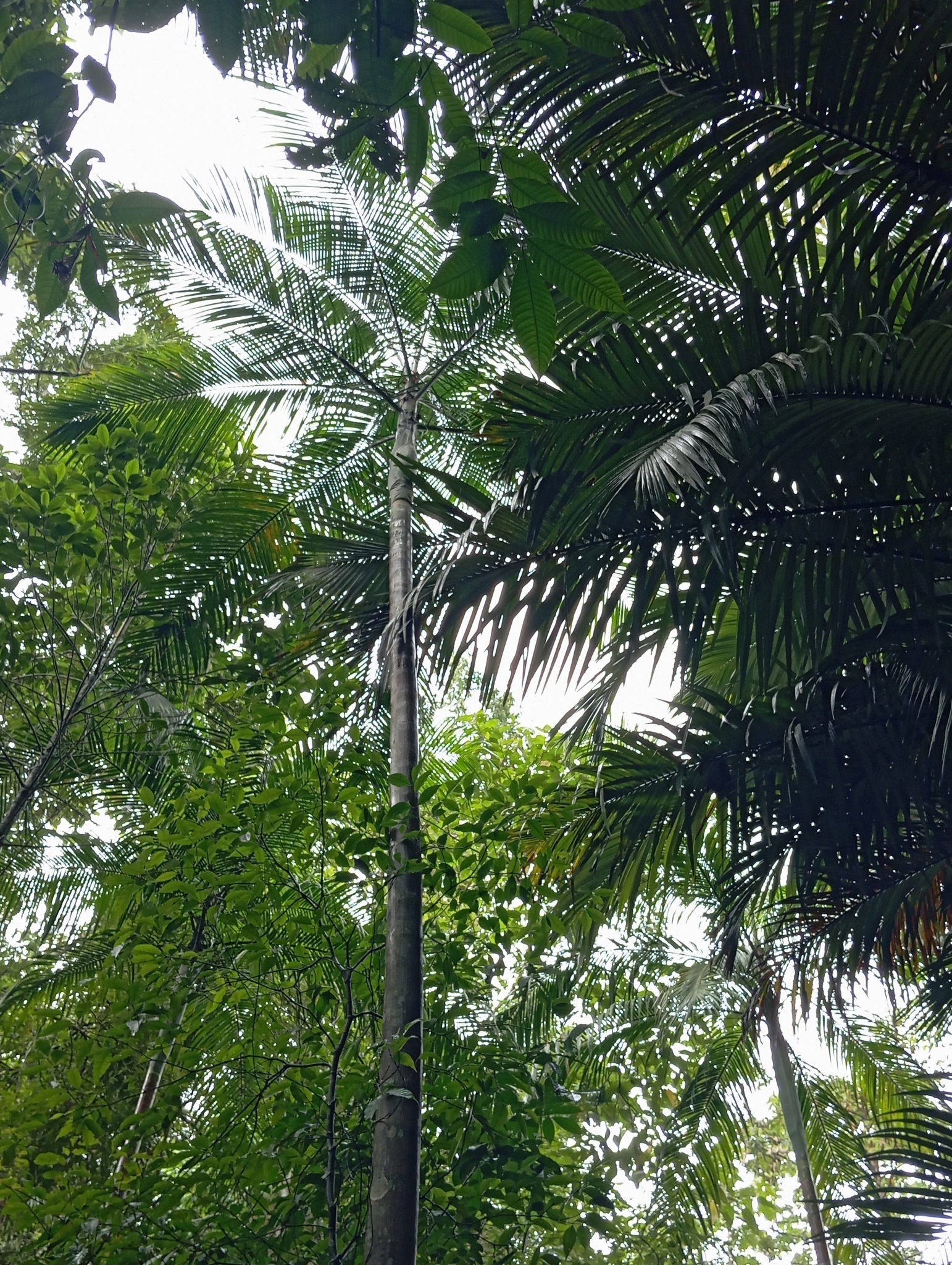 Imagem de Palmito-juçara