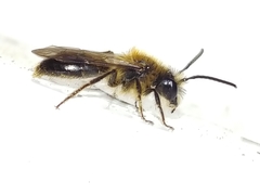 Andrena