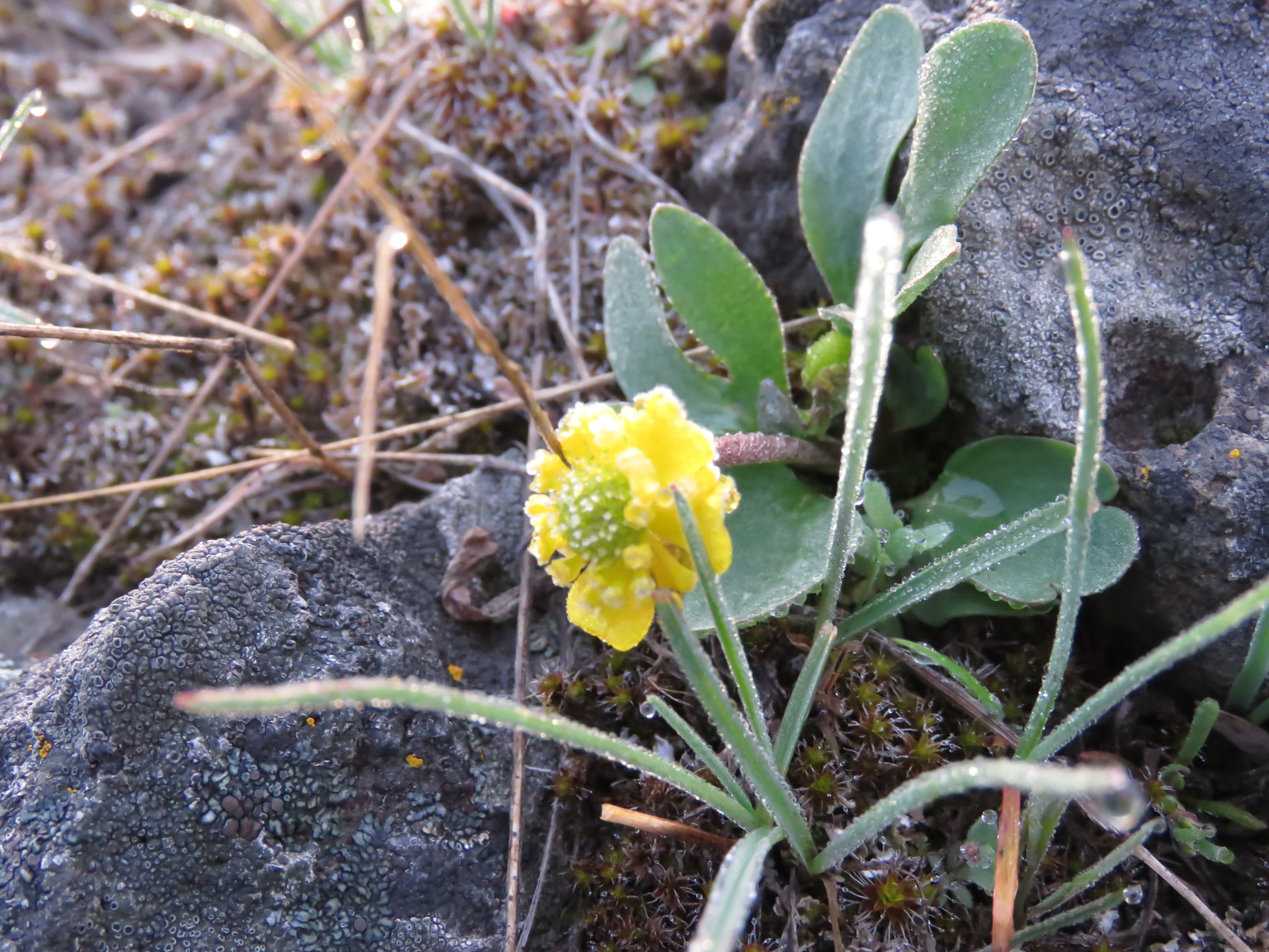 Ranunculus glaberrimus var. glaberrimus