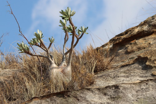 Pachypodium rosulatum