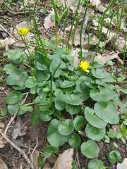 Ficaria verna calthifolia