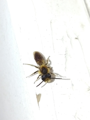Andrena