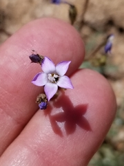 Gilia sinuata