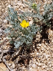 Eschscholzia minutiflora