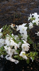 Rhododendron mucronatum