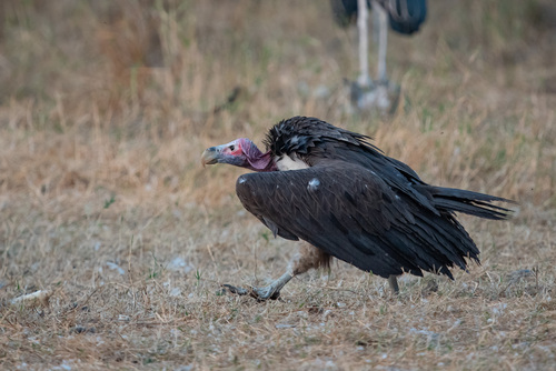 Lappet-faced Vulture