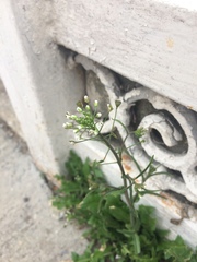 Capsella bursa-pastoris