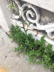 Capsella bursa-pastoris
