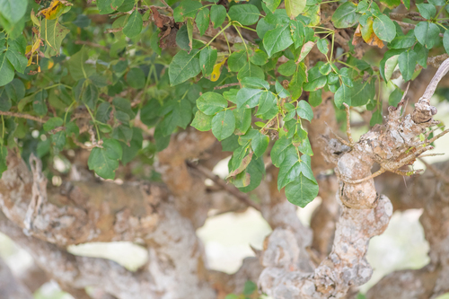 Commiphora ornifolia
