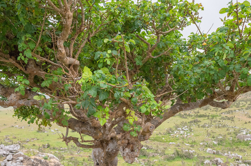 Commiphora ornifolia