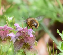 Anthophora villosula