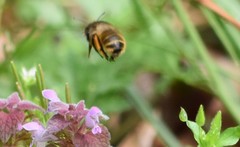Anthophora villosula