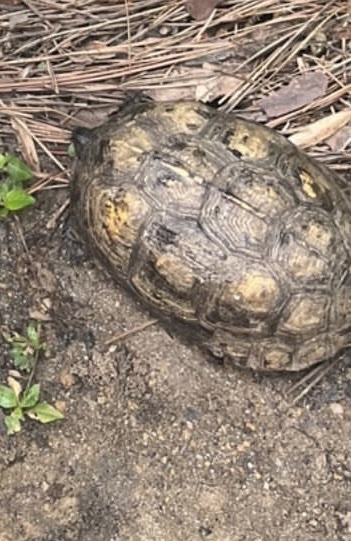 Eastern Box Turtle In January 2024 By Angiedelgado INaturalist   Large 