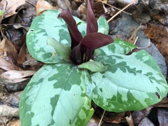 Trillium decumbens