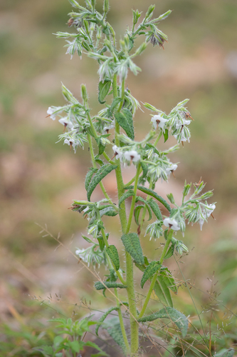 Cystostemon socotranus