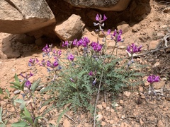Astragalus zionis
