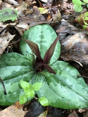 Trillium decumbens