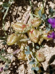 Astragalus lentiginosus variabilis