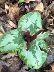 Trillium decumbens