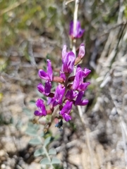 Astragalus lentiginosus variabilis