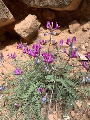 Astragalus zionis