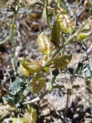 Astragalus lentiginosus variabilis