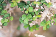 Euphorbia hamaderoensis (Euphorbia hamaderoensis)