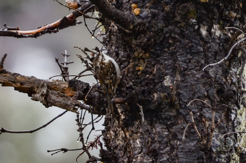 Hodgson's Treecreeper (Certhia hodgsoni), photo 2