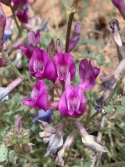 Astragalus zionis