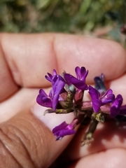 Astragalus lentiginosus variabilis