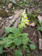 Primula veris macrocalyx